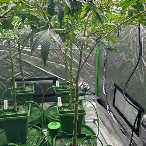 MiscxLAZ #08 C #1 growlog timeline photo