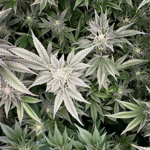 CxLAZ #20 C1 25g growlog timeline photo