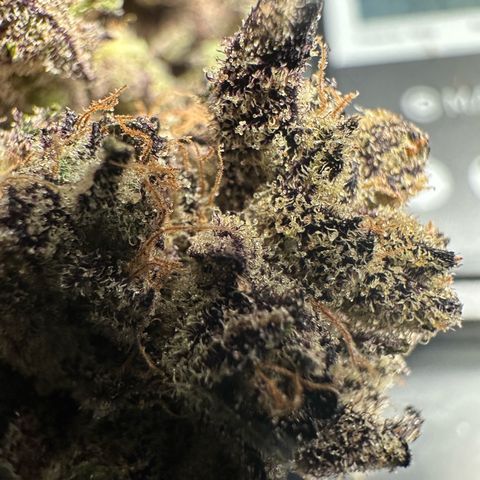 Misc x (LA Kush x Zkittles) #22 34.14g growlog timeline photo