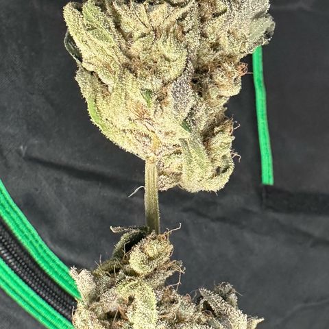CxLAZ #24 37.13g growlog photo: Moved to plastic bag