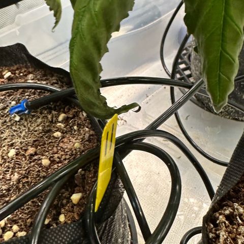 CxLAZ #11 50.28g growlog timeline photo