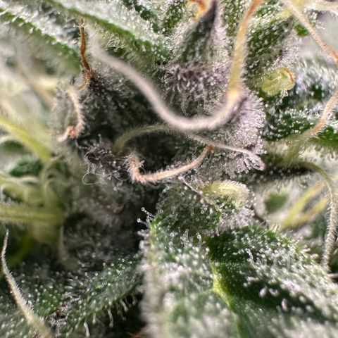 CxLAZ #03 C #1 58.58g growlog timeline photo