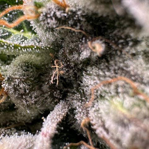 CxLAZ #06 growlog timeline photo