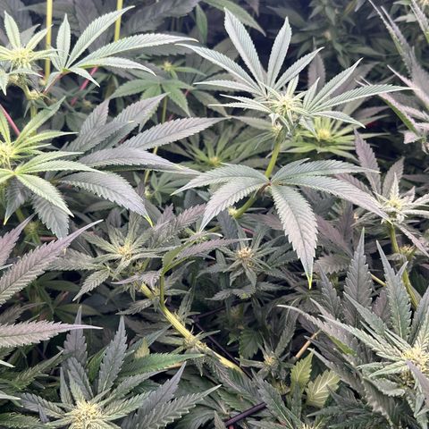 Fuel D.OG #1 Female 47.36g growlog timeline photo