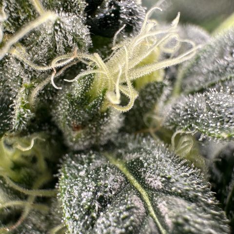 MiscxLAZ #08 C #1 growlog timeline photo
