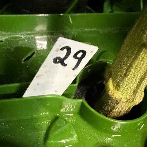 MiscxLAZ #29 C growlog timeline photo