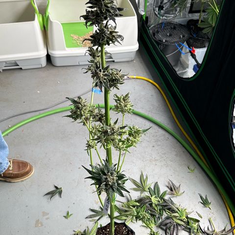 Misc x (LA Kush x Zkittles) #28 13.53g growlog photo: Harvest day