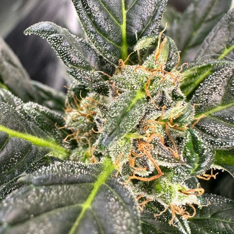 Auto Think Different  #3 growlog timeline photo
