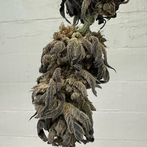 Misc x (LA Kush x Zkittles) #22 34.14g growlog photo: Moved to plastic bag