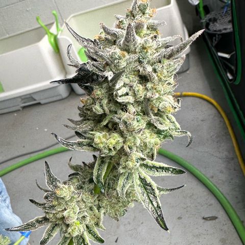 CxLAZ #24 37.13g growlog photo: Harvest day