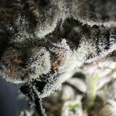 Misc x (LA Kush x Zkittles) #10 growlog photo: Moved to plastic bag