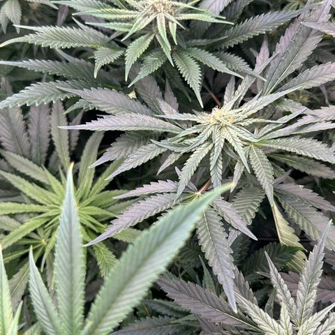 Fuel D.OG #1 Female 47.36g growlog timeline photo