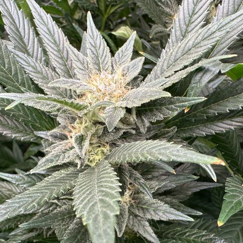 Fuel D.OG #2 Female 49.44g M growlog timeline photo