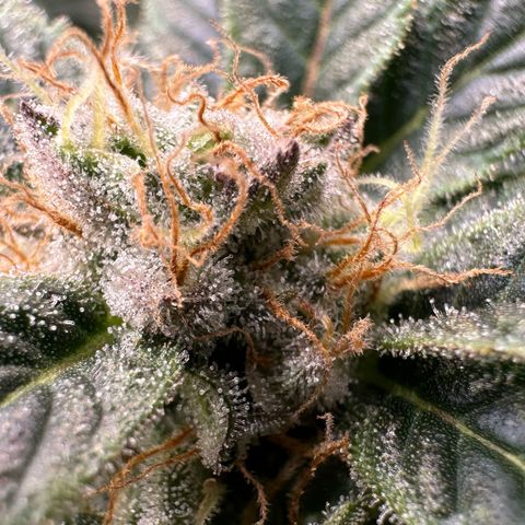 Fuel D.OG #2 Female 49.44g M growlog timeline photo