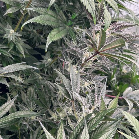 MiscxLAZ #37 C growlog timeline photo