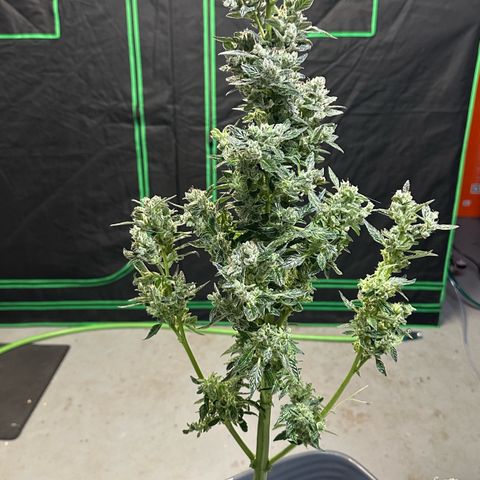 Auto Think Different  #1 growlog timeline photo