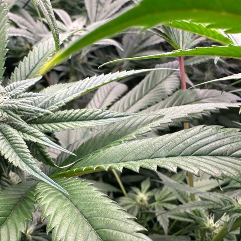 MiscxLAZ 5-4 34.63g growlog timeline photo