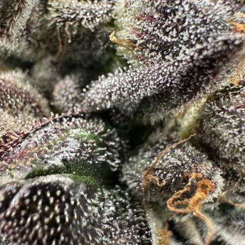 Misc x (LA Kush x Zkittles) #33 19.08g growlog timeline photo