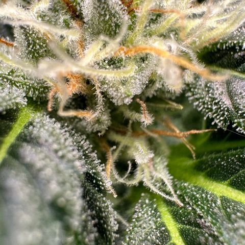 Fuel D.OG #2 Female 49.44g M growlog timeline photo