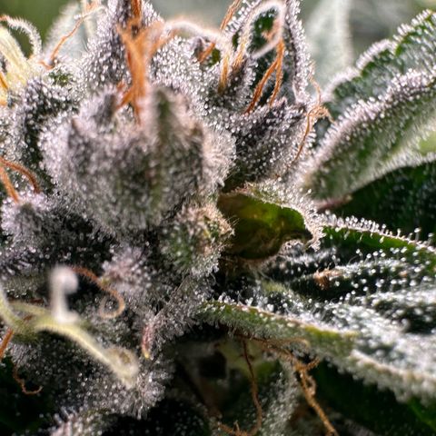 MiscxLAZ #26 C #1 47.15g growlog timeline photo