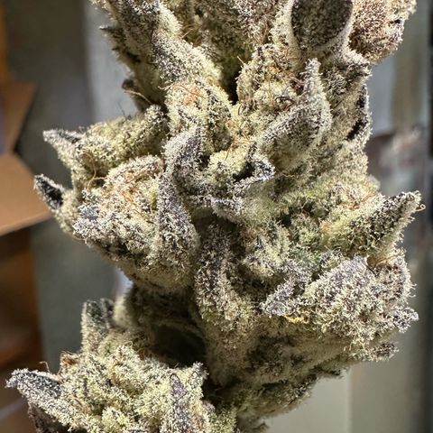 Misc x (LA Kush x Zkittles) #29 25.69g growlog photo: Moved to plastic bag