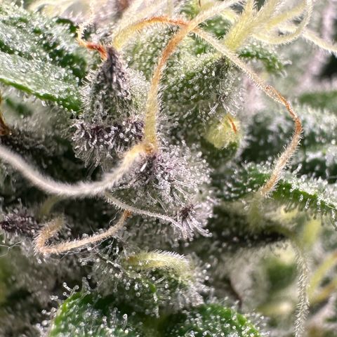 CxLAZ #03 C #1 58.58g growlog timeline photo