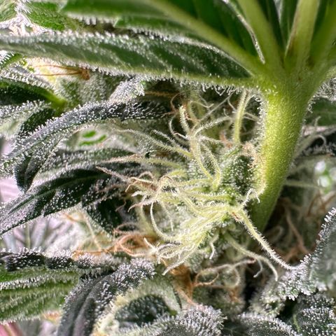 Fuel D.OG #2 Female 49.44g M growlog timeline photo