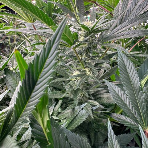 Fuel D.OG #2 Female 49.44g M growlog timeline photo