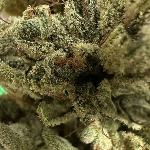 Misc x (LA Kush x Zkittles) #23 28.19g growlog timeline photo