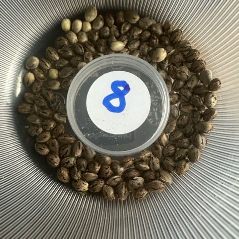 Misc x (LA Kush x Zkittles) #08 growlog photo: Tons of seeds due to herm/ male flowers