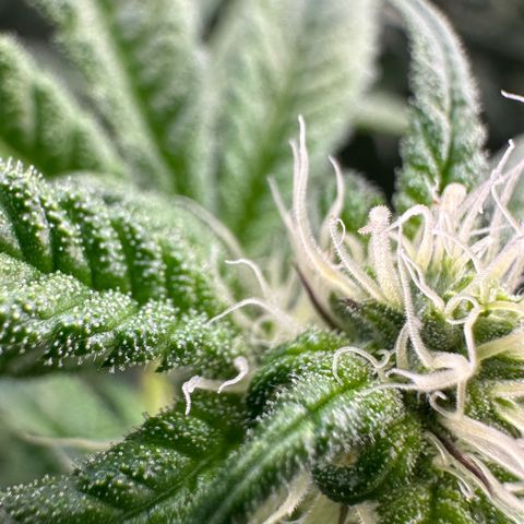 CxLAZ #31 C growlog timeline photo