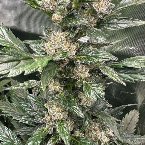 Auto Think Different  #1 growlog timeline photo
