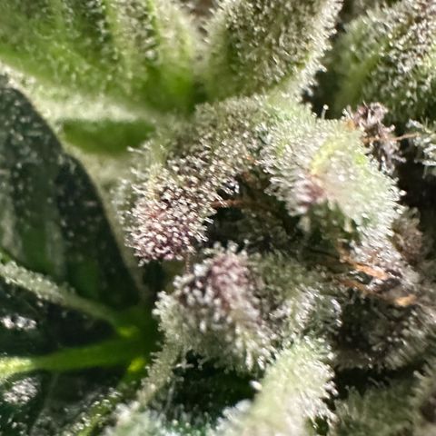 Misc x (LA Kush x Zkittles) #35 28.55g growlog timeline photo