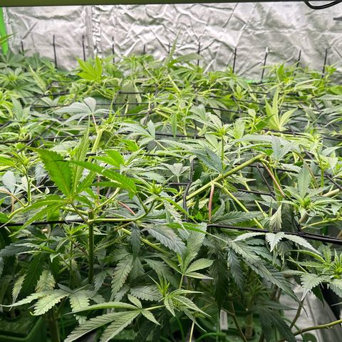 Fuel D.OG #1 Female 47.36g growlog timeline photo