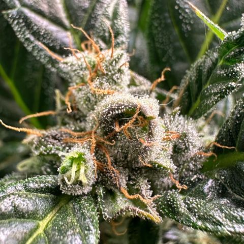 Auto Think Different  #3 growlog timeline photo