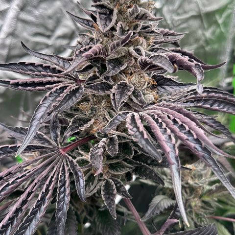 CxLAZ #03 45.52g growlog timeline photo