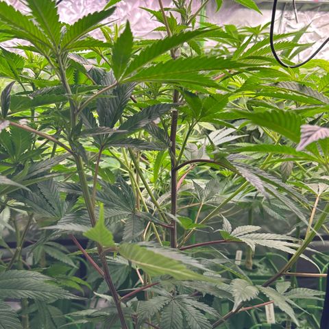 MiscxLAZ #29 C growlog timeline photo