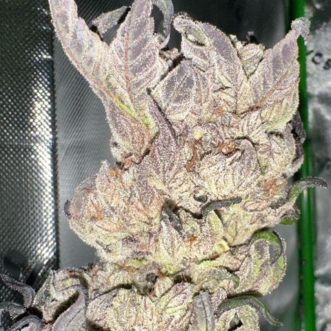 Misc x (LA Kush x Zkittles) #27 33.12g growlog timeline photo
