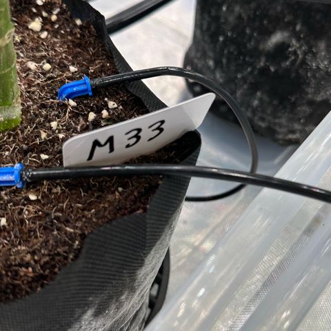 Misc x (LA Kush x Zkittles) #33 19.08g growlog timeline photo