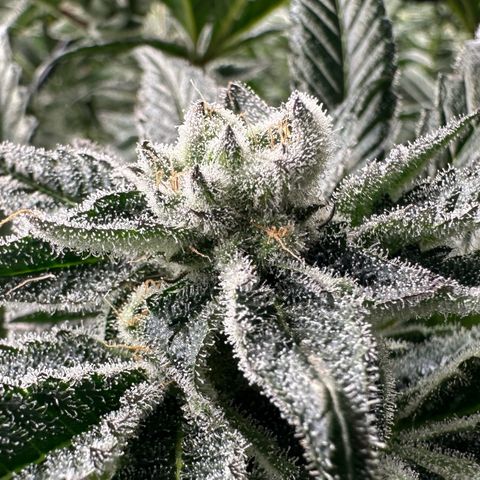 MiscxLAZ #29 C growlog timeline photo