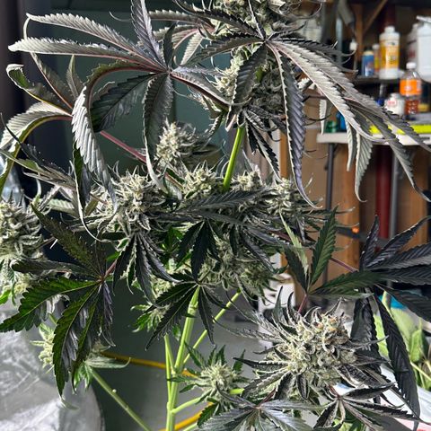 CxLAZ #24 37.13g growlog photo: Harvest day