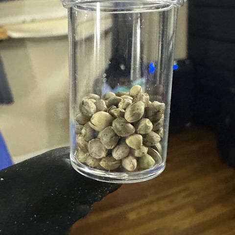 CxLAZ #24 37.13g growlog photo: Seeded bud