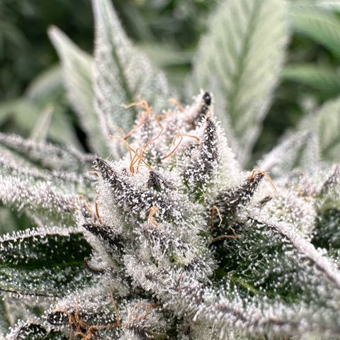 MiscxLAZ #29 C growlog timeline photo