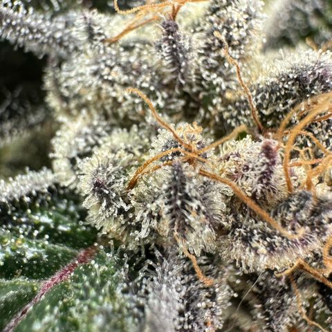 Misc x (LA Kush x Zkittles) #28 13.53g growlog timeline photo