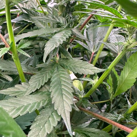 MiscxLAZ #29 C growlog timeline photo