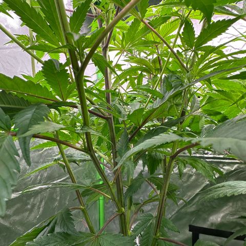 MiscxLAZ #22 C 42.33g growlog timeline photo