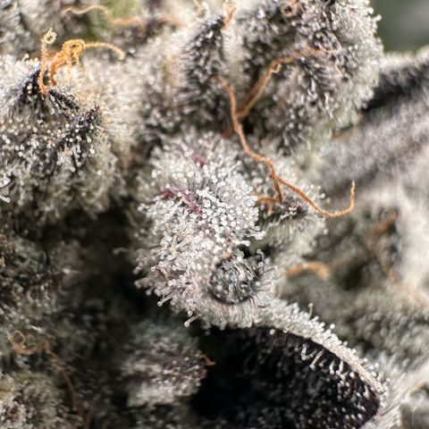 Misc x (LA Kush x Zkittles) #29 25.69g growlog timeline photo