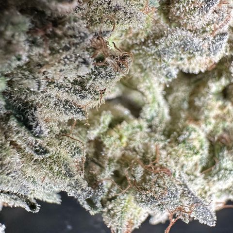 Misc x (LA Kush x Zkittles) #26 60.7g growlog timeline photo