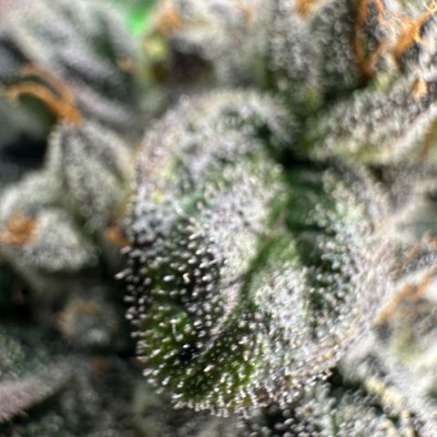Misc x (LA Kush x Zkittles) #05 growlog timeline photo