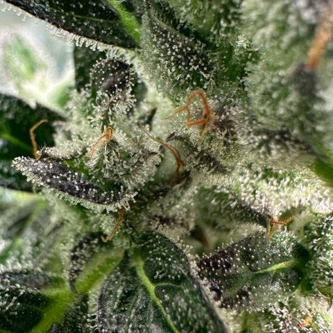 Auto Think Different  #1 growlog timeline photo